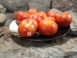 Just Plain Good Tomato Rare Tomatoes