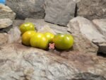 Kangaroo Paw Green Dwarf Tomato Seeds