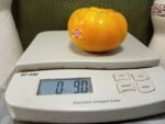 Kentucky Beefsteak Tomato Large Yellow Tomatoes