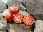 Killo Nelle Tomato