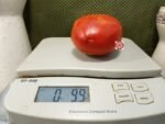 Killo Nelle Tomato Canning Tomatoes