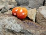 Killo Nelle Tomato Seeds