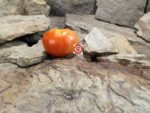 King of Kings Tomato Beefsteak Tomatoes