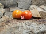 King of Kings Tomato Heirloom Tomatoes