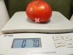 Kodiak King Dwarf Tomato Beefsteak Tomatoes