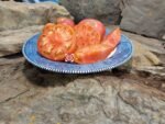 Konan's Big Stock Pink Tomato