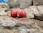 Konan's Big Stock Pink Tomato Beefsteak Tomatoes