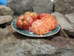 Konan's Big Stock Pink Tomato Heirloom Tomatoes