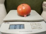 Konan's Big Stock Pink Tomato Rare Tomatoes