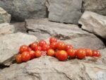 Lady Bug F2 Tomato