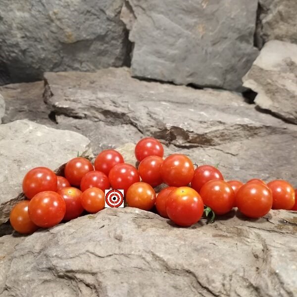 Lady Bug F2 Tomato
