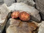 Leprechaun Gosha Heart Tomato Seeds
