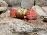 Leprechaun Lenya Tomato Rare Tomatoes