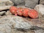 Leprechaun Lenya Tomato Seeds