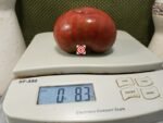 Leprechaun Lenya Tomato Striped Tomatoes