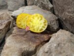 Limmony Tomato Yellow Tomatoes