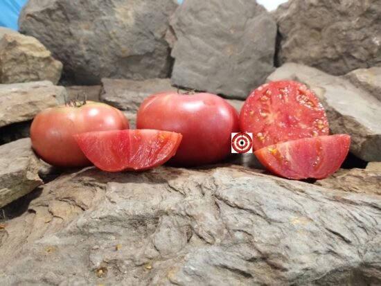 Livingston's Buckeye State Tomato