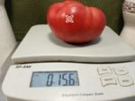 Livingston's Buckeye State Tomato - Image 2