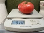 Livingston's Buckeye State Tomato - Image 4
