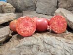 Livingston's Buckeye State Tomato - Image 5