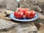 Livingston's Dwarf Stone Tomato