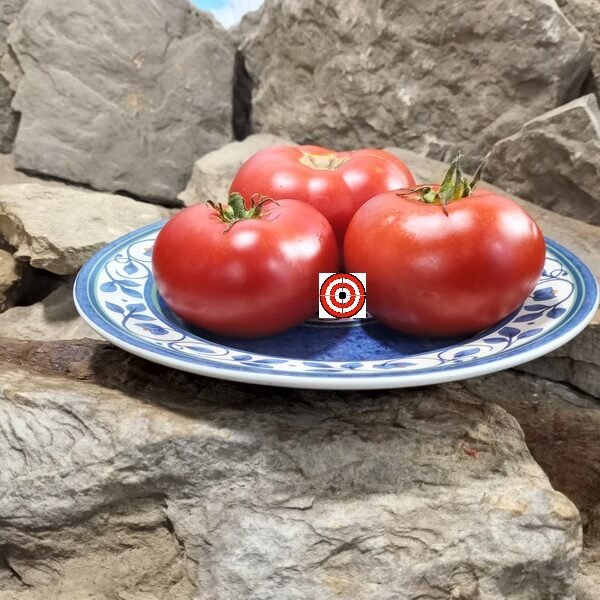 Livingston's Dwarf Stone Tomato