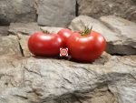 Livingston's Dwarf Stone Tomato Container Tomatoes