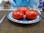Livingston's Dwarf Stone Tomato Heirloom Tomatoes