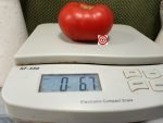 Livingston's Dwarf Stone Tomato Rare Tomatoes