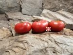 Livingston's Dwarf Stone Tomato Seeds