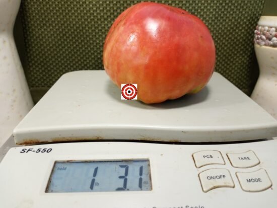 Livingston's Giant Oxheart Tomato