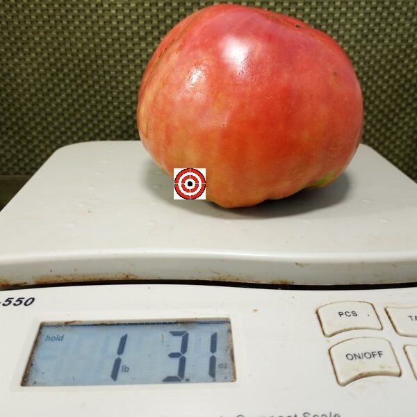 Livingston's Giant Oxheart Tomato