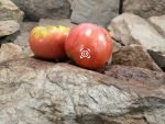 Livingston's Giant Oxheart Tomato Heirloom Tomatoes