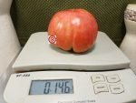 Livingston's Giant Oxheart Tomato Large Tomatoes