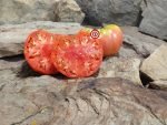 Livingston's Giant Oxheart Tomato Pink Tomatoes