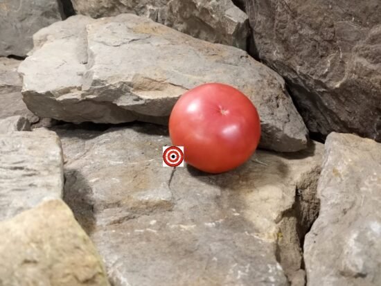 Livingston's Globe Tomato