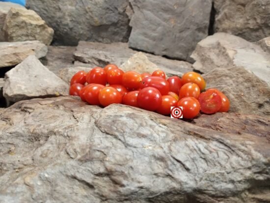 Livingston's Grape Tomato