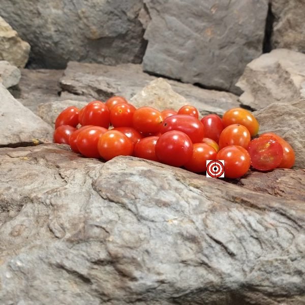 Livingston's Grape Tomato