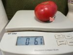 Livingston's Gulf State Market Place Tomato Rare Tomatoes