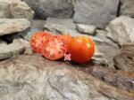 Livingston's Ideal Tomato
