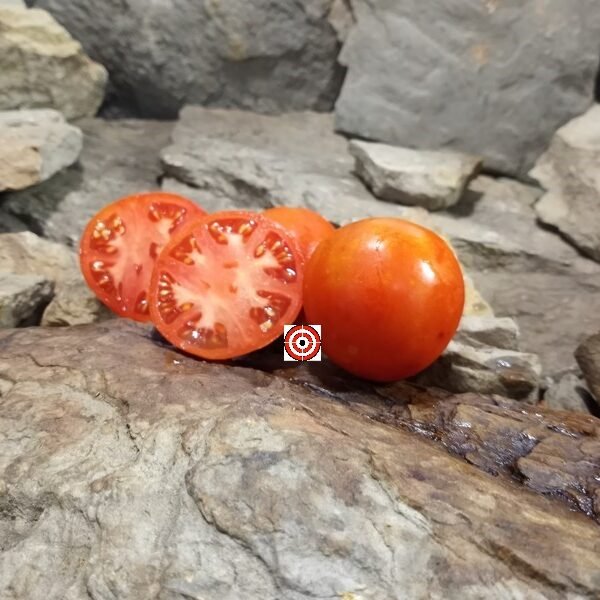 Livingston's Ideal Tomato