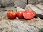 Livingston's Ideal Tomato Heirloom Tomatoes