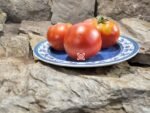 Livingston's Ideal Tomato Rare Tomatoes