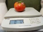 Livingston's Ideal Tomato Sandwich Tomatoes