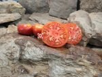 Livingston's Main Crop Pink Tomato
