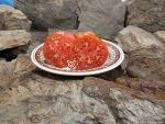 Livingston's Main Crop Pink Tomato - Image 2