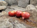 Livingston's Main Crop Pink Tomato - Image 3