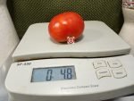 Livingston's Main Crop Pink Tomato - Image 4