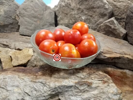 Livingston's Potato Leaf Variegated Tomato