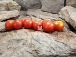 Livingston's Potato Leaf Variegated Tomato Cherry Tomatoes